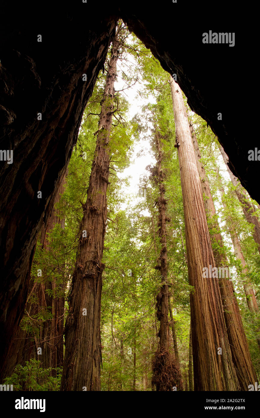 Redwood forest, Humboldt State Park, CA Foto Stock