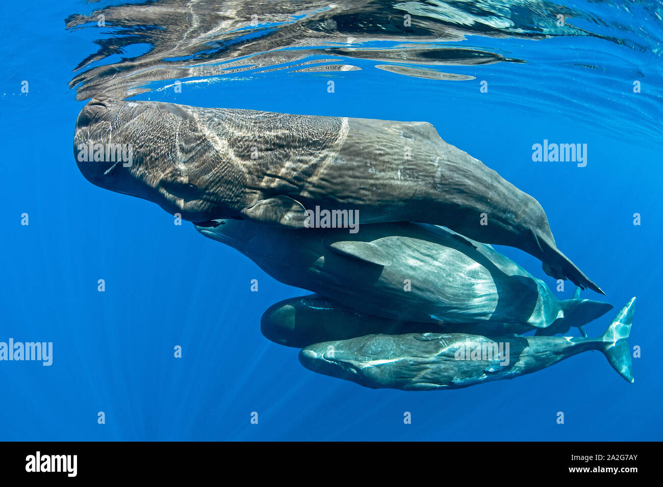 Pod di capodoglio, Physeter macrocephalus, il capodoglio è il più grande delle balene dentate capodogli sono noti per immergersi come profondo come 1.000 metri Foto Stock