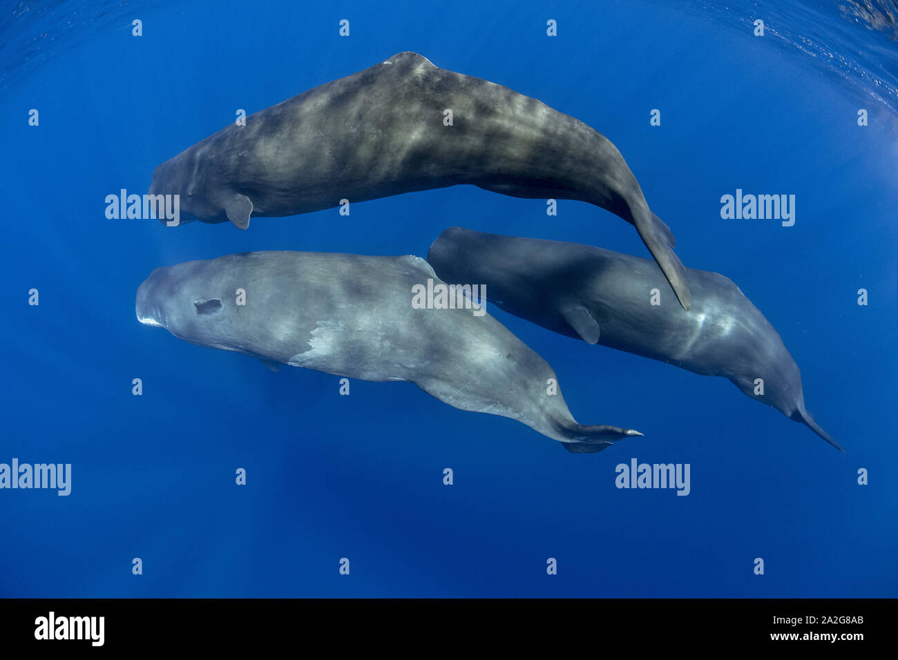 Pod di capodoglio, Physeter macrocephalus, il capodoglio è il più grande delle balene dentate capodogli sono noti per immergersi come profondo come 1.000 metri Foto Stock