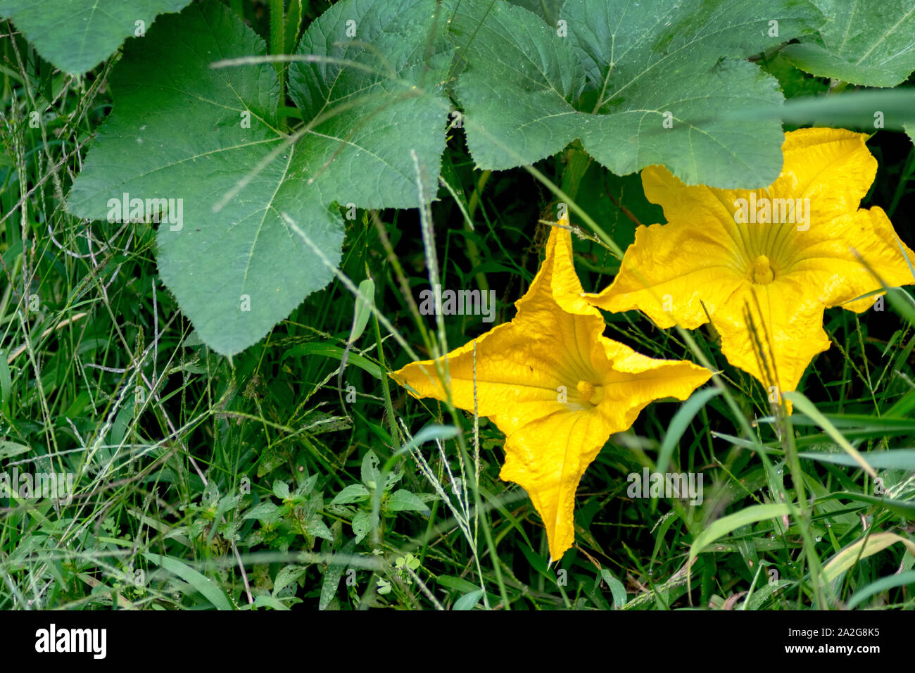 Di colore giallo brillante fiori sono fiori di zucca, che fiorisce in tarda estate per attrarre le api per impollinazione Foto Stock