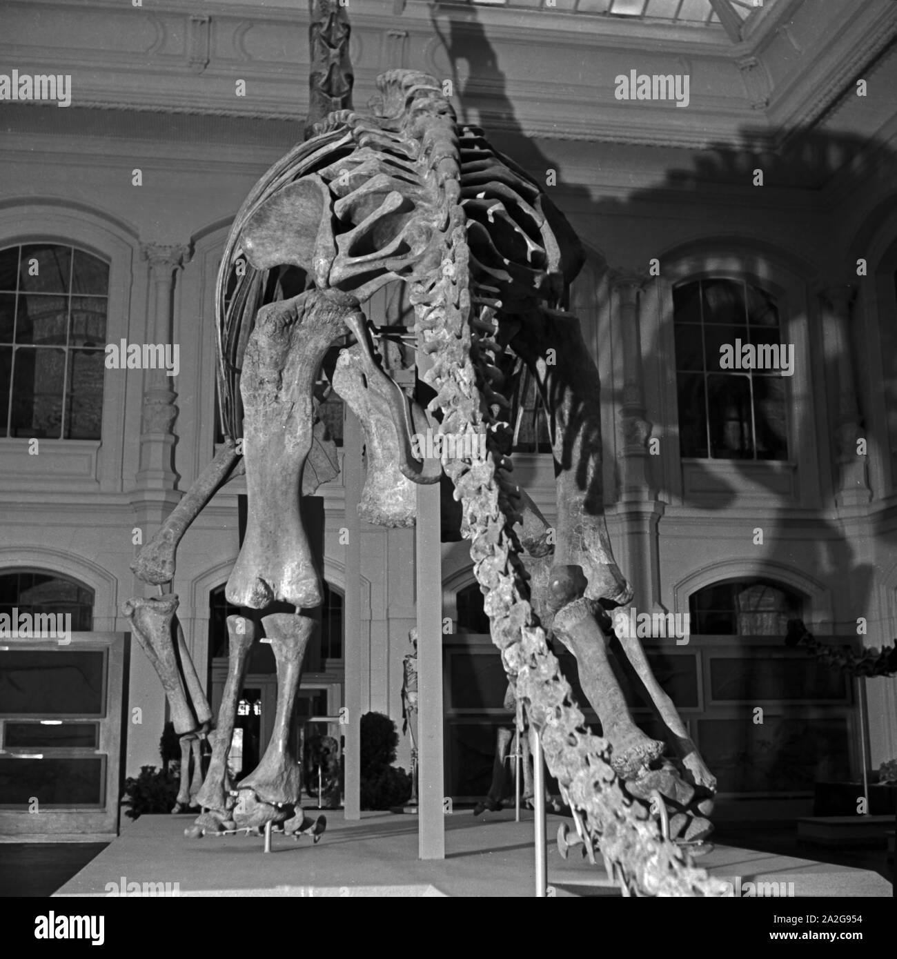 Das 1937 gestaltete Skelett eines Brachiosaurus brancai wirft Schatten im Naturkunde Museum di Berlino, Deutschland 1930er Jahre. Il 1937 ricostruito lo scheletro di un Brachiosaurus brancai presso il Museo di Storia Naturale di Berlino, Germania 1930s. Foto Stock
