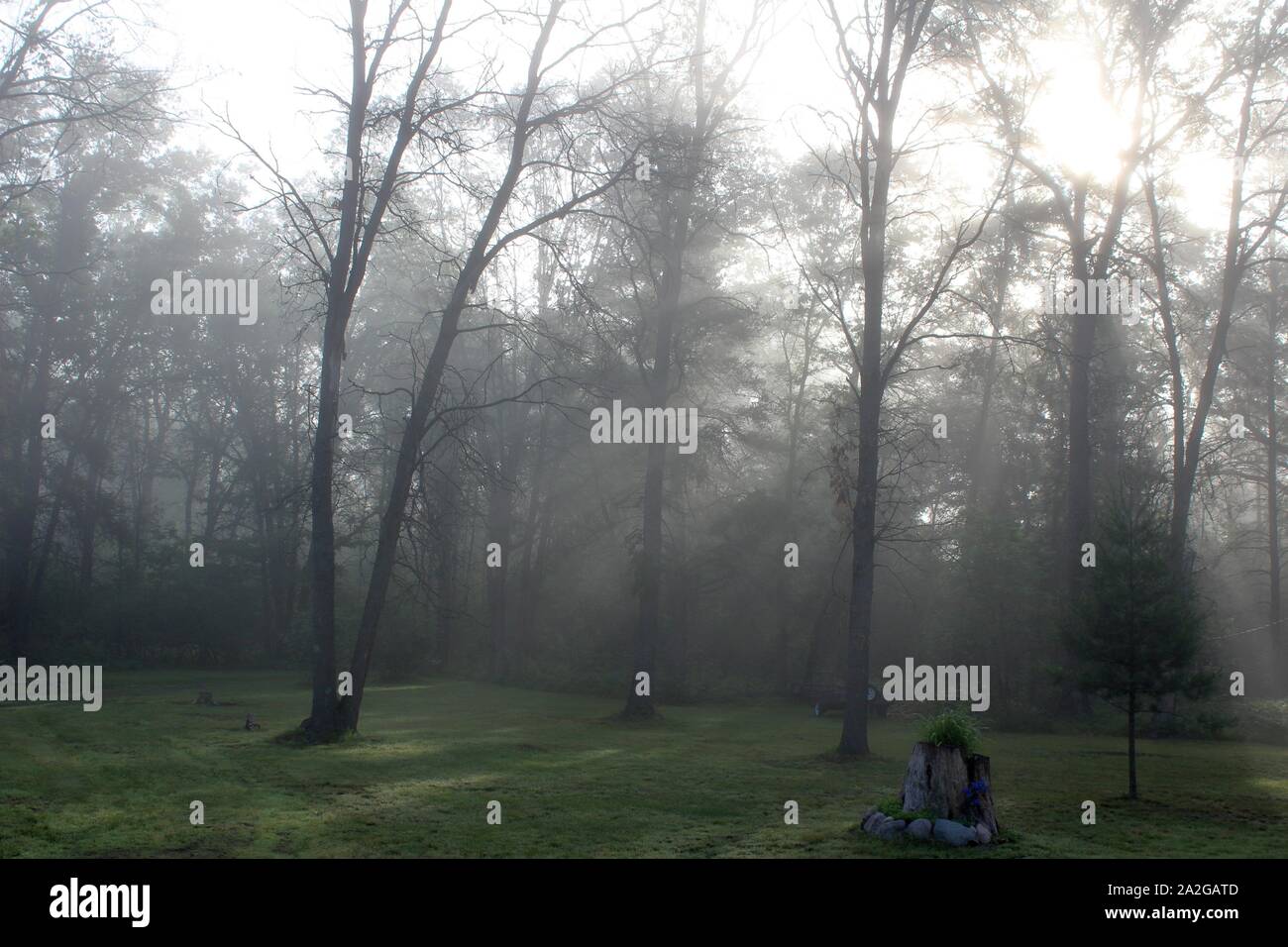 Il sole estivo bruciando la nebbia di mattina Foto Stock