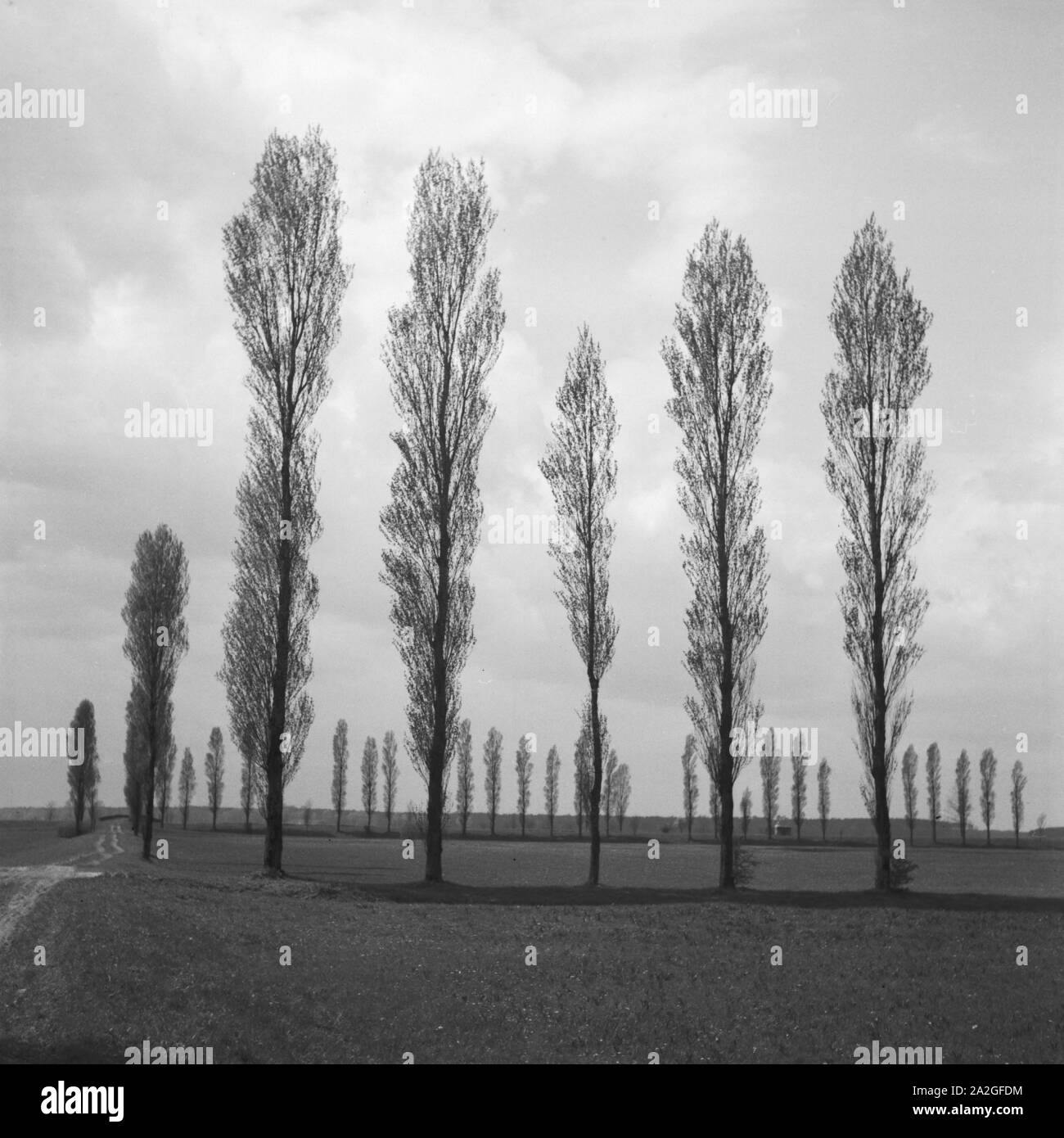 Bäume in der Landschaft um Heidelberg, Deutschland 1930er Jahre. Alberi in un paesaggio intorno a Heidelberg, Germania 1930s. Foto Stock