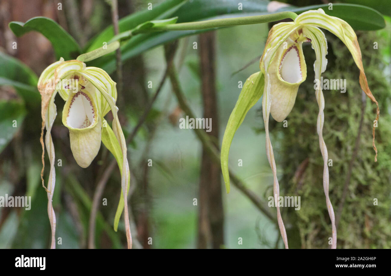 Rare warszewiczianum Phragmipedium orchidee, Copalinga, Parco Nazionale Podocarpus, Zamora, Ecuador Foto Stock