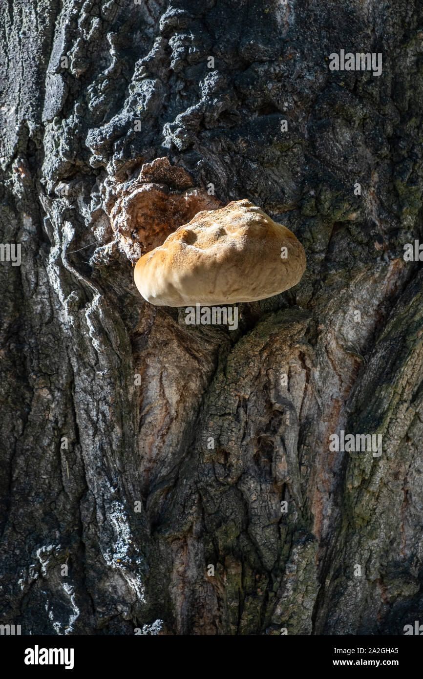 Coltivazione di funghi su un tronco di albero. soleggiata giornata di caduta Foto Stock
