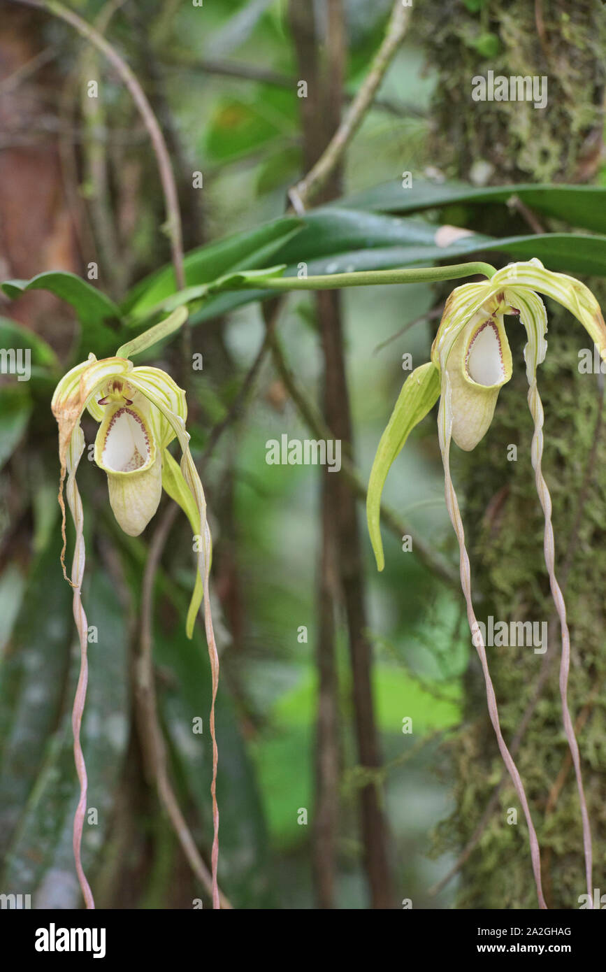 Rare warszewiczianum Phragmipedium orchidee, Copalinga, Parco Nazionale Podocarpus, Zamora, Ecuador Foto Stock