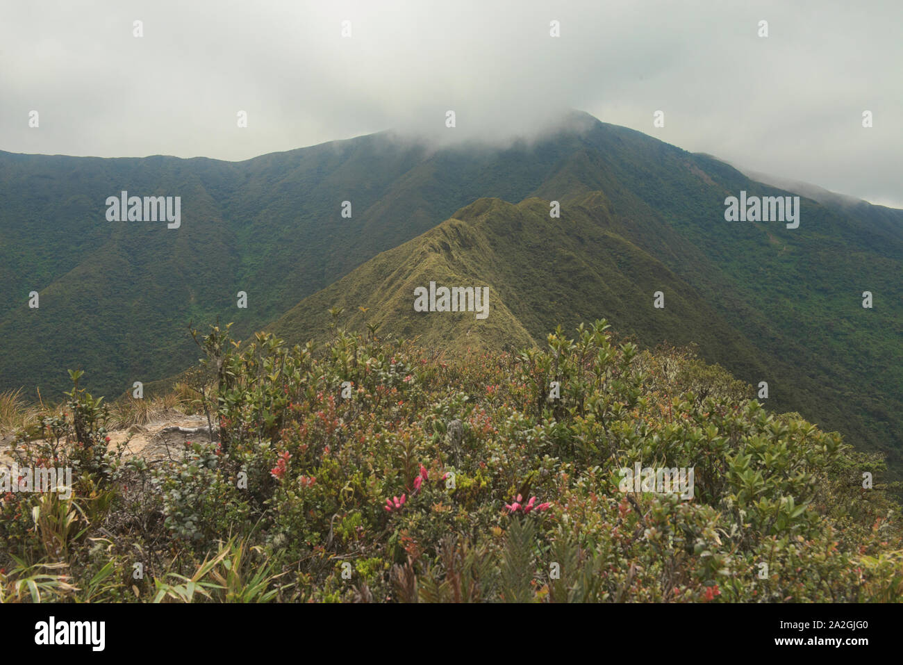 Vista la cresta sul sorprendente Mirador trail, Parco Nazionale Podocarpus, Loja, Ecuador Foto Stock