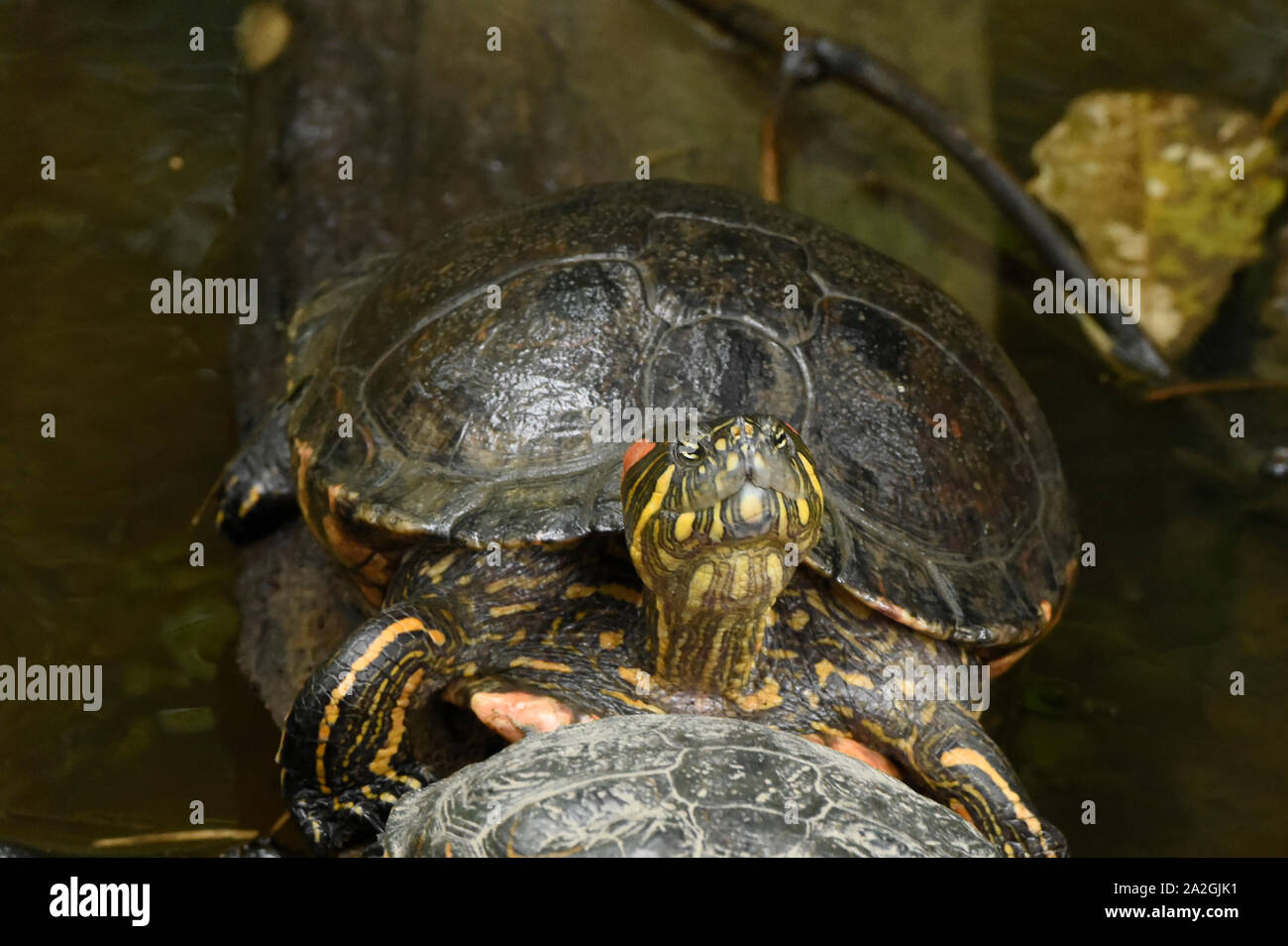 Rosso-eared slider turtle (Trachemys scripta), Zamora, Ecuador Foto Stock