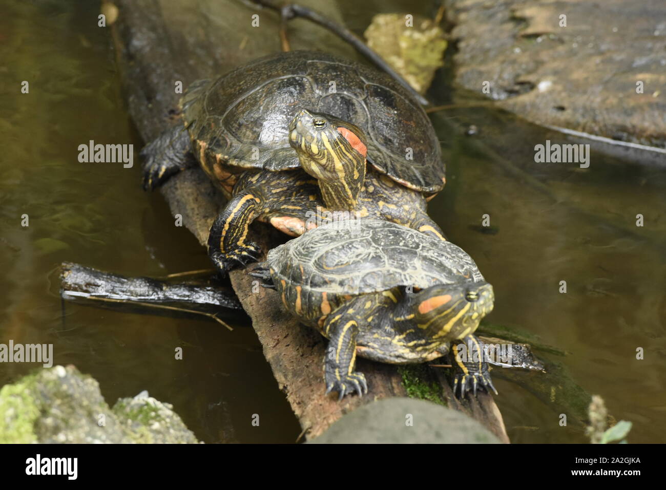 Rosso-eared slider tartarughe (Trachemys scripta), Zamora, Ecuador Foto Stock