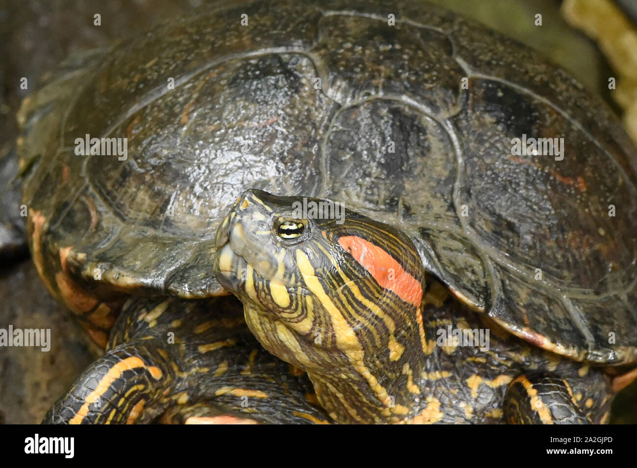Rosso-eared slider turtle (Trachemys scripta), Zamora, Ecuador Foto Stock