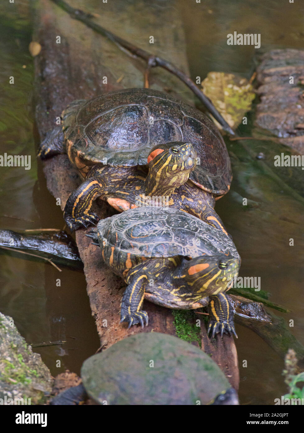 Rosso-eared slider tartarughe (Trachemys scripta), Zamora, Ecuador Foto Stock