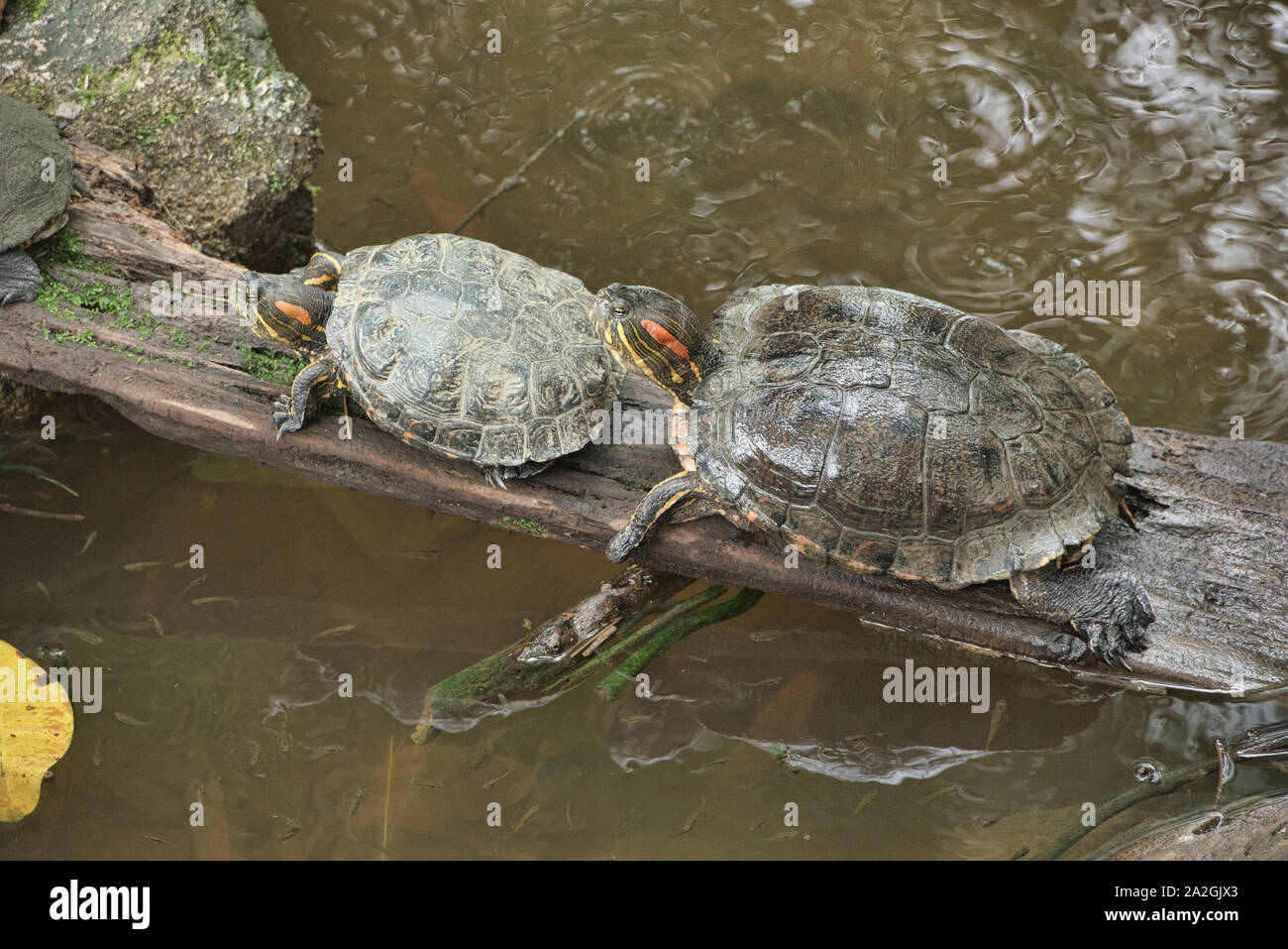 Rosso-eared slider tartarughe (Trachemys scripta), Zamora, Ecuador Foto Stock