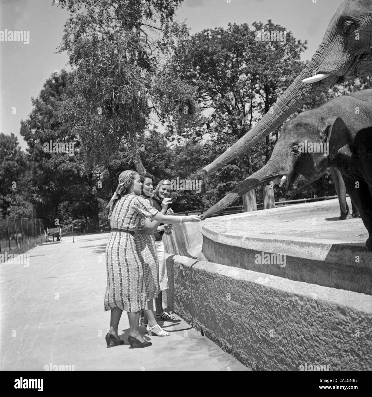 Drei junge Frauen verfüttern eine Erdnuß un Elefanten im Zoo, Deutschland 1930er Jahre. Tre giovani donne presso i giardini zoologici di alimentazione di arachidi per elefanti, Germania 1930s. Foto Stock