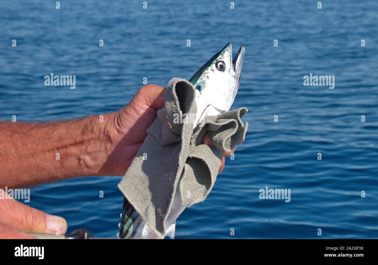 Sezione mediana del pescatore senior tenendo il pesce sul mare adriatico Foto Stock