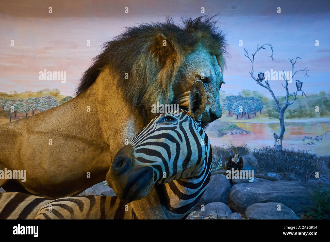 Un esempio di un maschio di leone con il suo zebra uccidere in un diorama di tassidermia presso il Museo di Storia Naturale Satwa nella città di Batu, Indonesia. Foto Stock