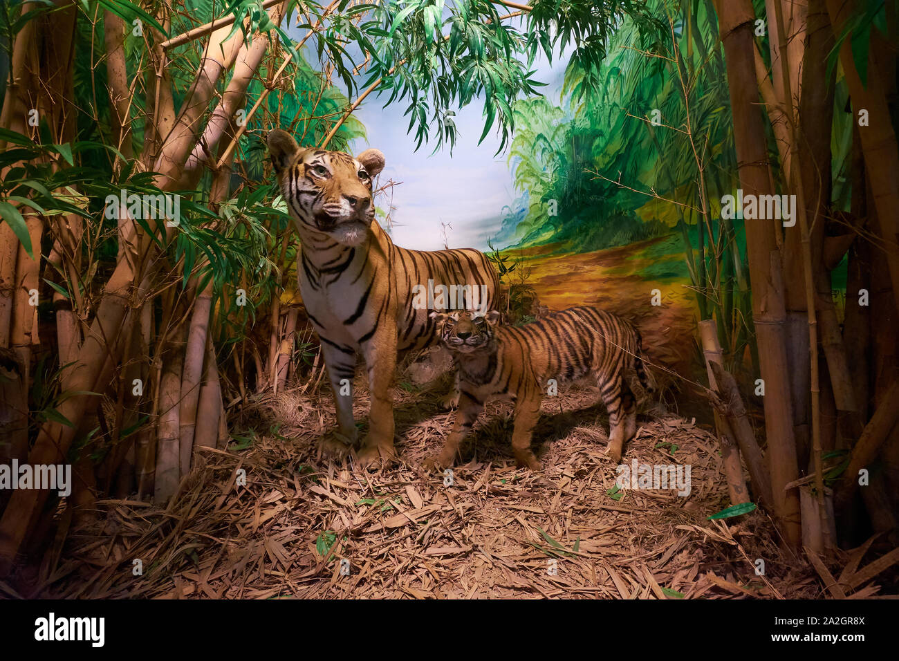 Un esempio di una tigre del Bengala con il suo cucciolo in un diorama di tassidermia presso il Museo di Storia Naturale Satwa nella città di Batu, Indonesia. Foto Stock