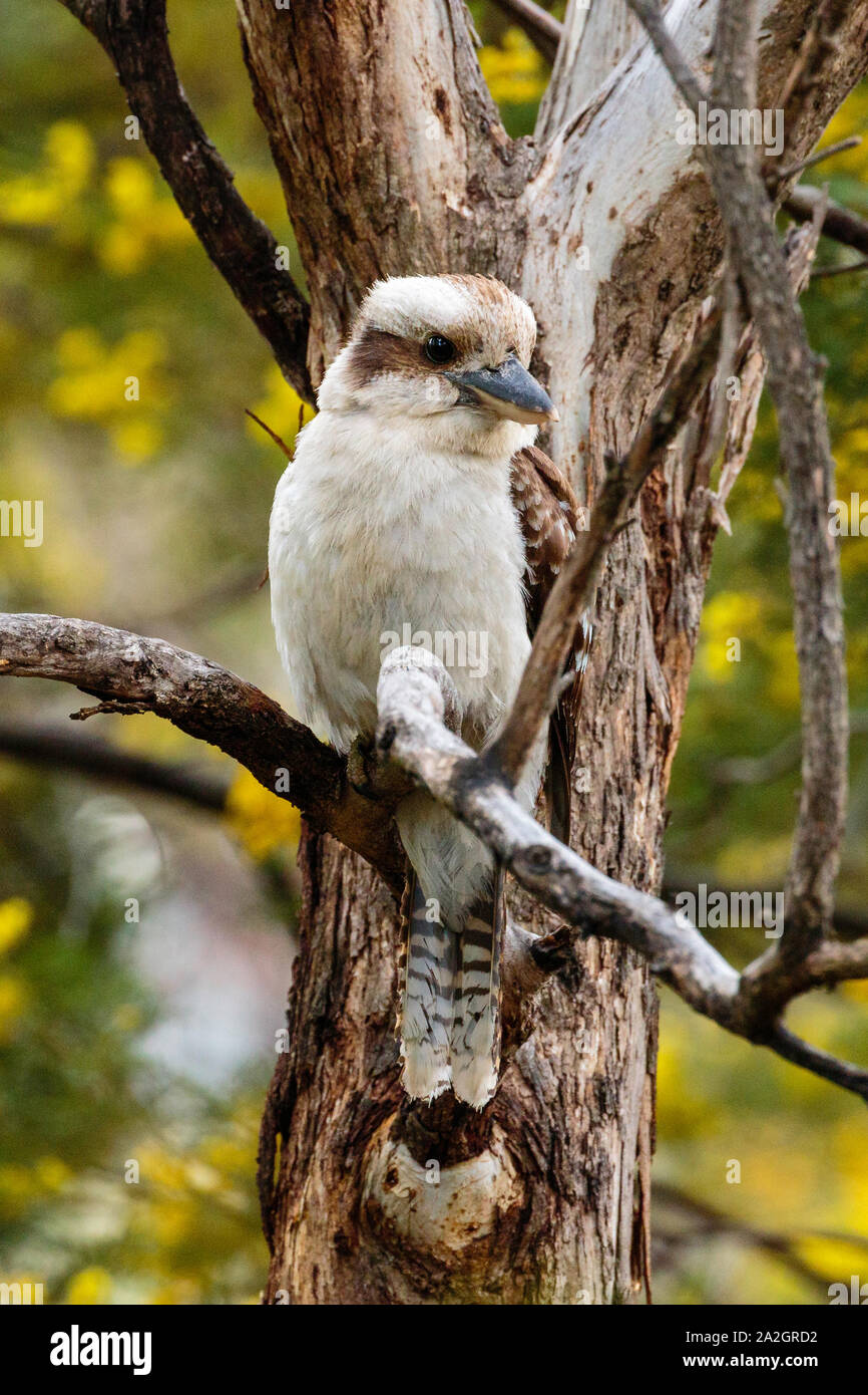 Ridendo Kookaburra appollaiato in un albero con graticcio in background in Red Hill Riserva Naturale, ACT, Australia su una mattina di primavera nel settembre 2019 Foto Stock