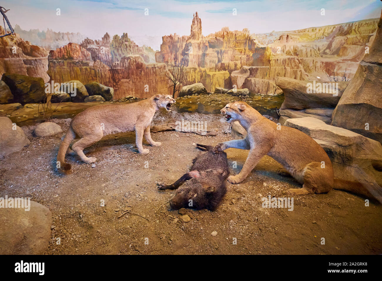 Un esempio di due scontri cougars oltre un morto pecari a collare in un diorama di tassidermia presso il Museo di Storia Naturale Satwa nella città di Batu, Indonesia. Foto Stock