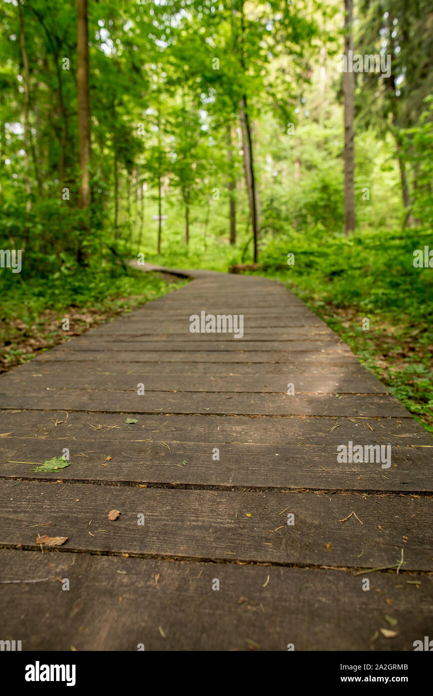 Il percorso ecologico da tavole di legno per la camminata nella foresta con un unsharp sfondo. Giorno di estate, close-up. Foto Stock