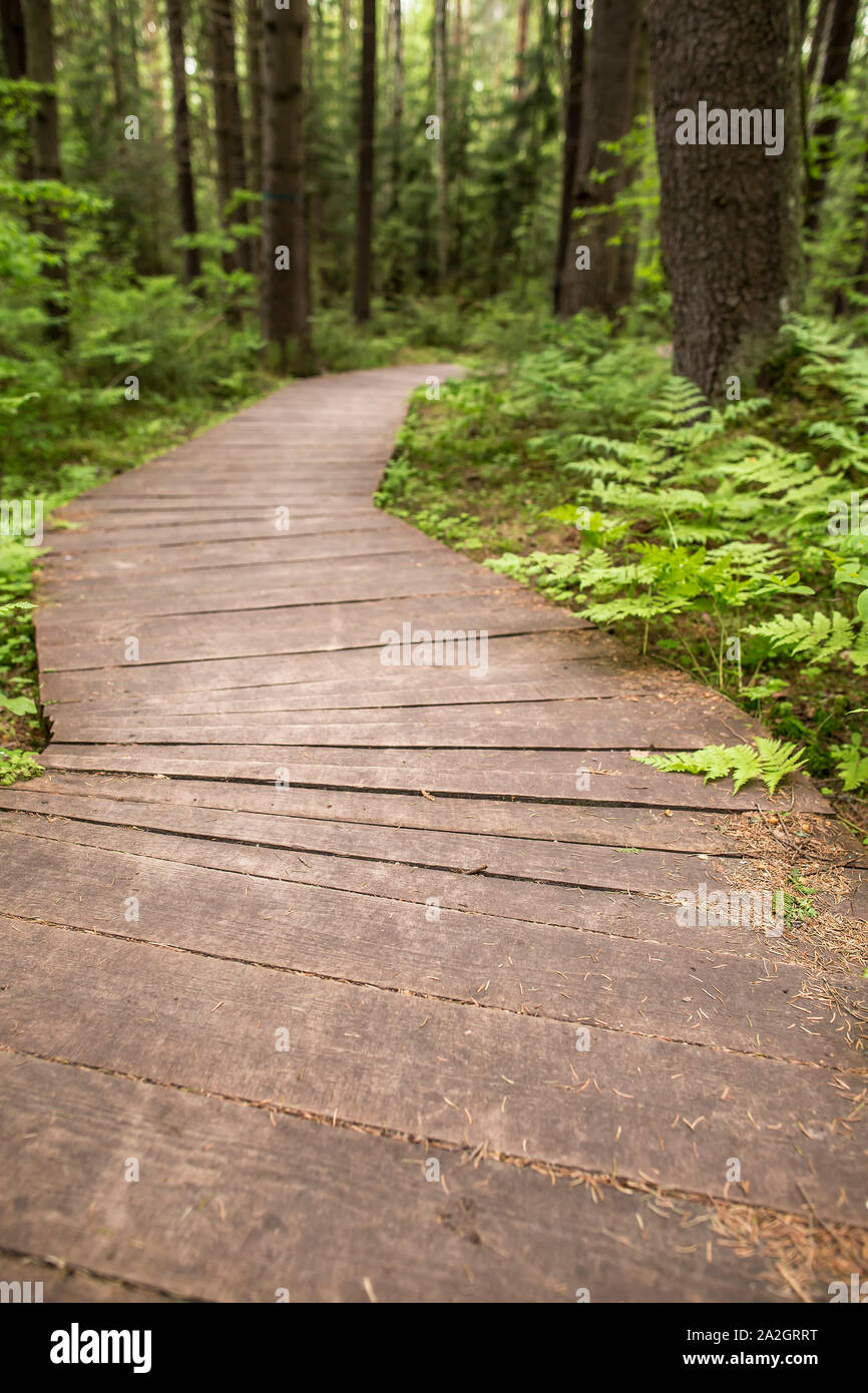 Il percorso ecologico da tavole di legno per la camminata nella foresta con un unsharp sfondo. Giorno di estate, close-up. Foto Stock