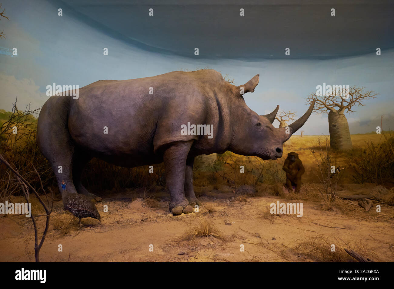 Un esempio di un rinoceronte bianco in un diorama di tassidermia presso il Museo di Storia Naturale Satwa nella città di Batu, Indonesia. Foto Stock