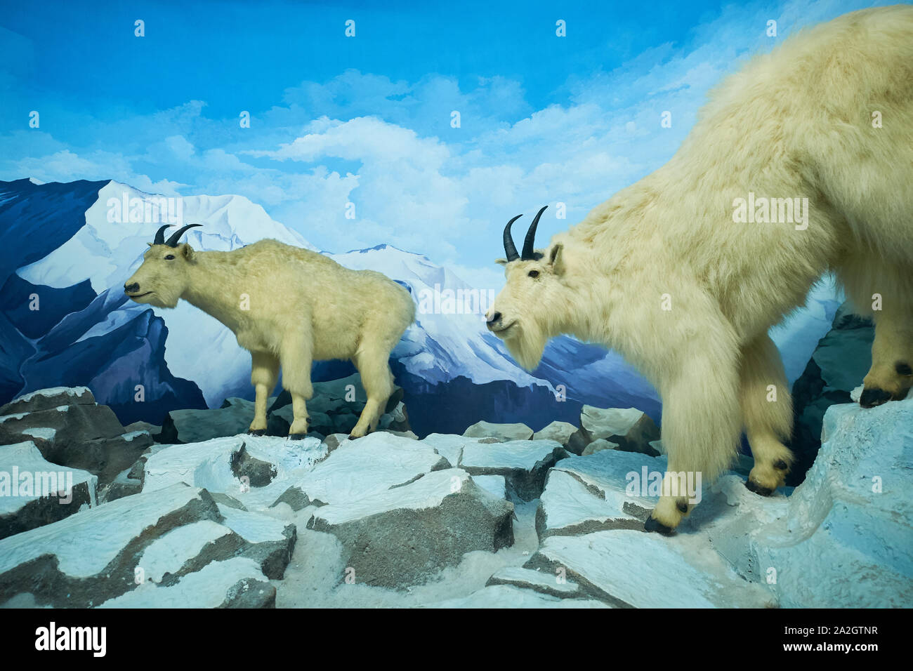 Un esempio di roccioso delle capre di montagna in un diorama di tassidermia presso il Museo di Storia Naturale Satwa nella città di Batu, Indonesia. Foto Stock