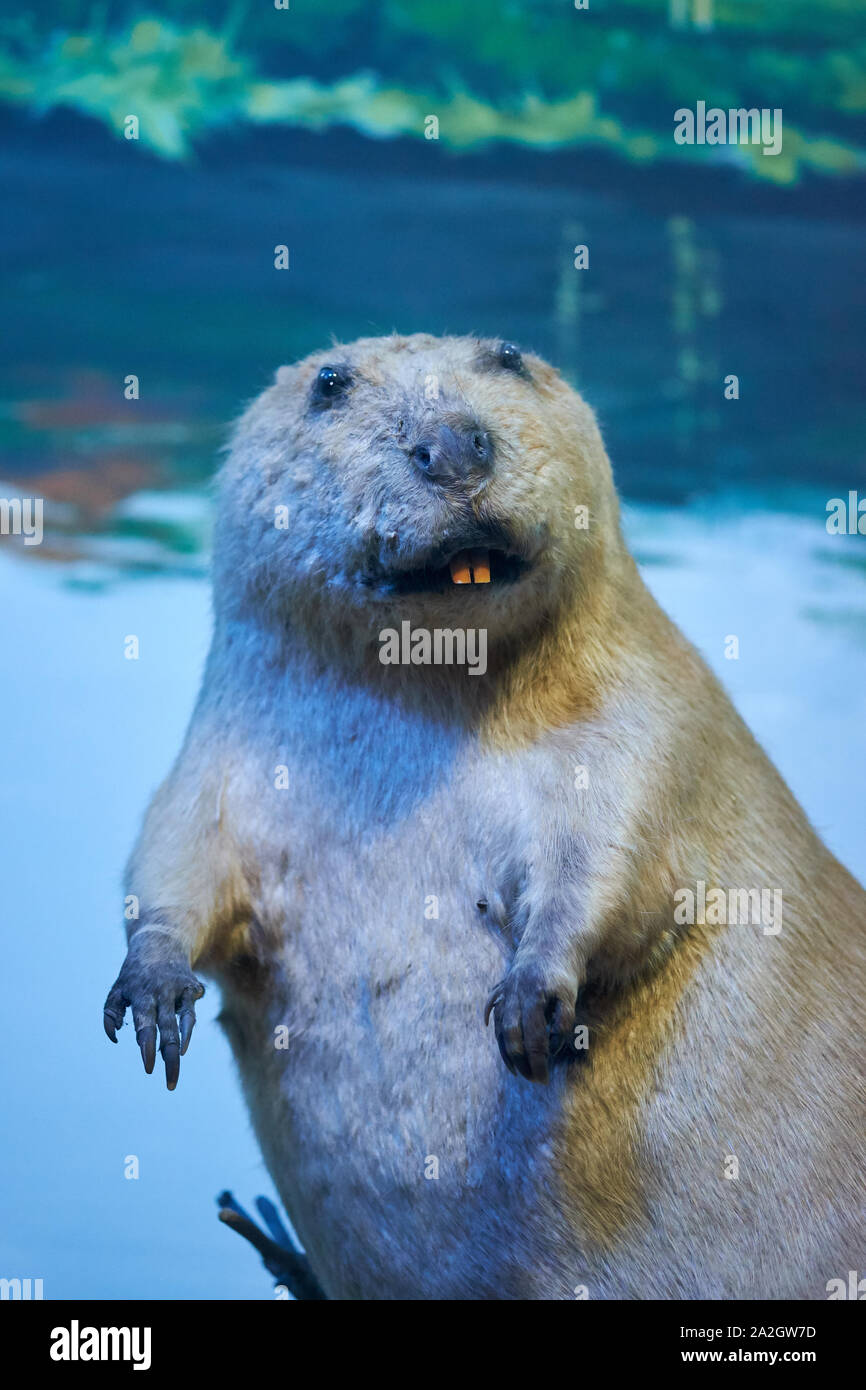 Un esempio di un American beaver in un diorama di tassidermia presso il Museo di Storia Naturale Satwa nella città di Batu, Indonesia. Foto Stock