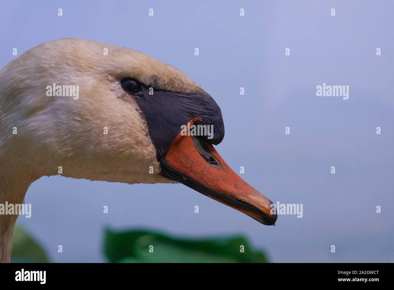 Un esempio di un cigno in un diorama di tassidermia presso il Museo di Storia Naturale Satwa in Batu, Indonesia. Foto Stock