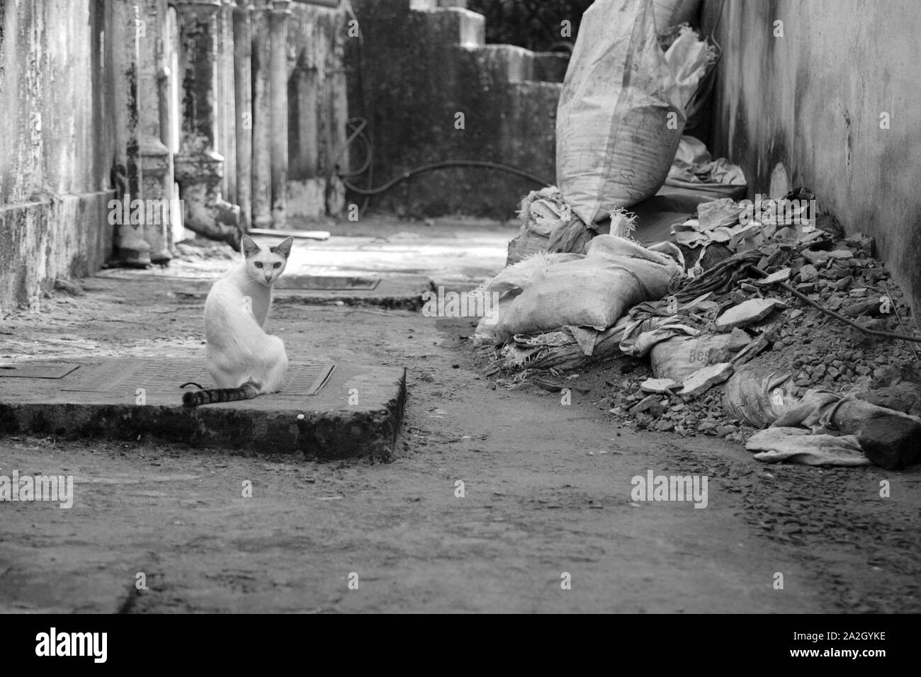 Un gatto bianco con una coda a strisce e posto sulla testa si siede tra le rovine in baraccopoli. Foto Stock