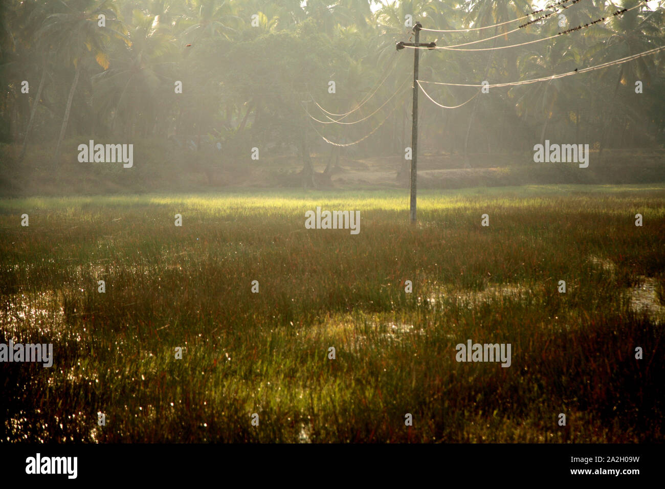 La linea di trasmissione di potenza nella zona paludosa e va in un boschetto di palme. India Foto Stock