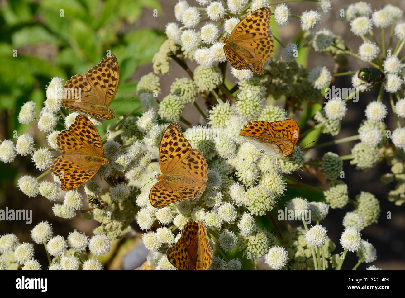 Gruppo di alta Brown Fritillary farfalle, Fabriciana adippe, su comuni Hogweed, Heracleum sphondylium Foto Stock