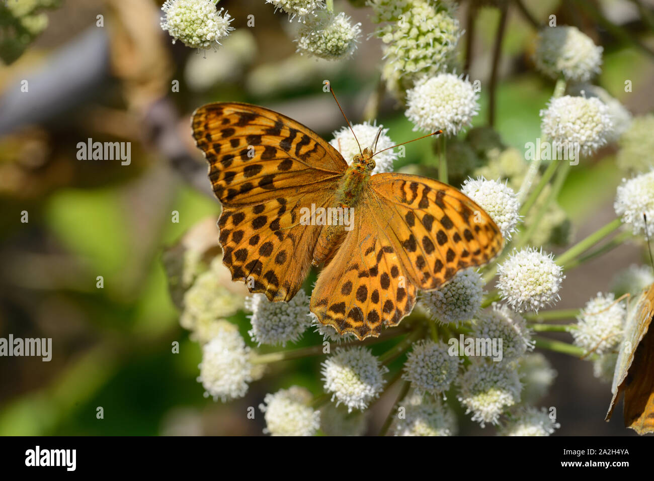 Singolo ad alta Brown Fritillary Butterfly, Fabriciana adippe, su comuni Hogweed, Heracleum sphondylium Foto Stock