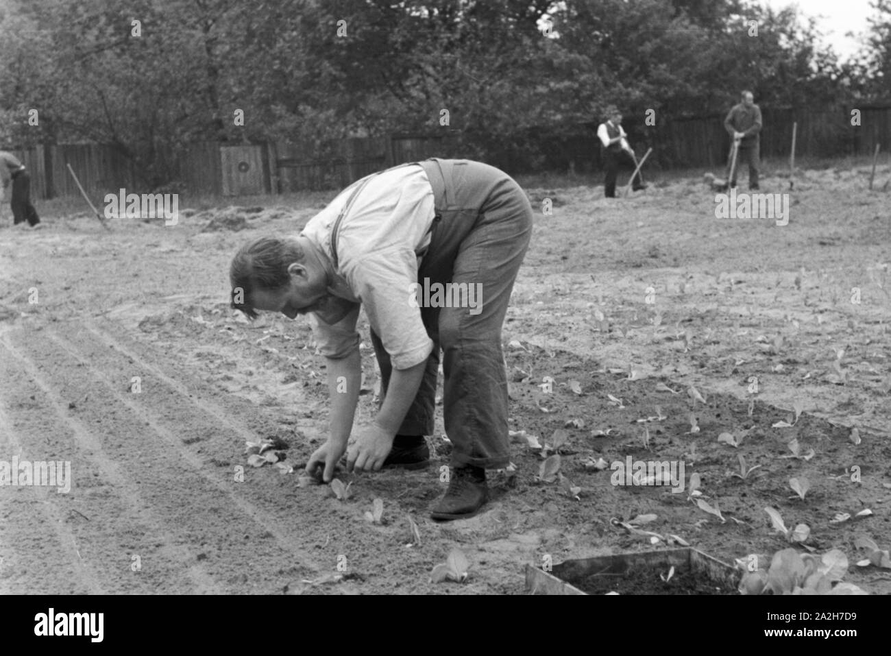 Alltagsszenen eines landwirtschaftlichen Betriebs, Deutsches Reich 1930er Jahre. Scene di vita quotidiana di una azienda agricola, Germania 1930s. Foto Stock