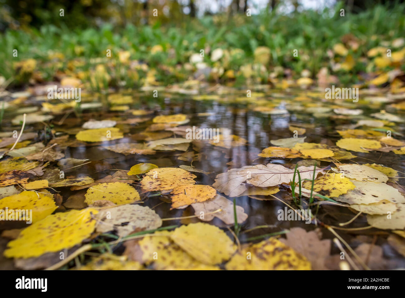 Foglie di autunno in una pozza di pioggia, su uno sfondo sfocato di erba verde e alberi. Foto Stock