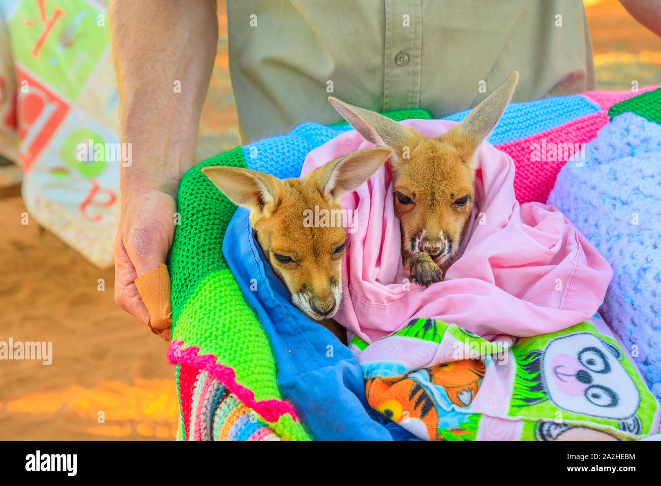 Alice Springs, Territorio del Nord, Australia - 29 AGO 2019: due orfani i canguri baby al tramonto guidate tour in Kangaroo Santuario. Brolga ha Foto Stock