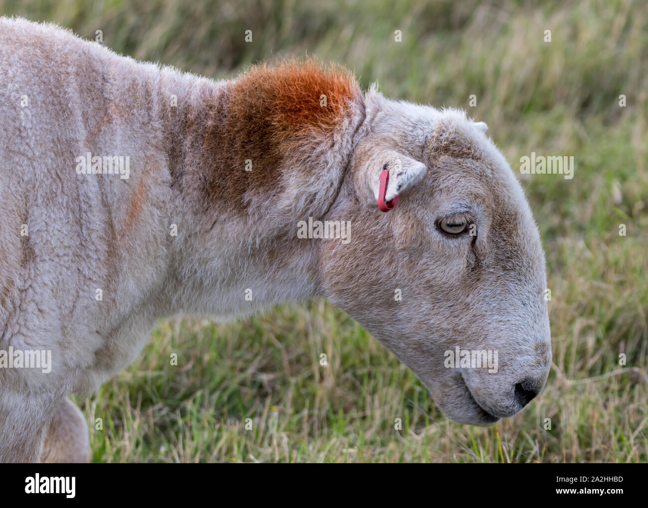 Pecore al pascolo in un campo Foto Stock