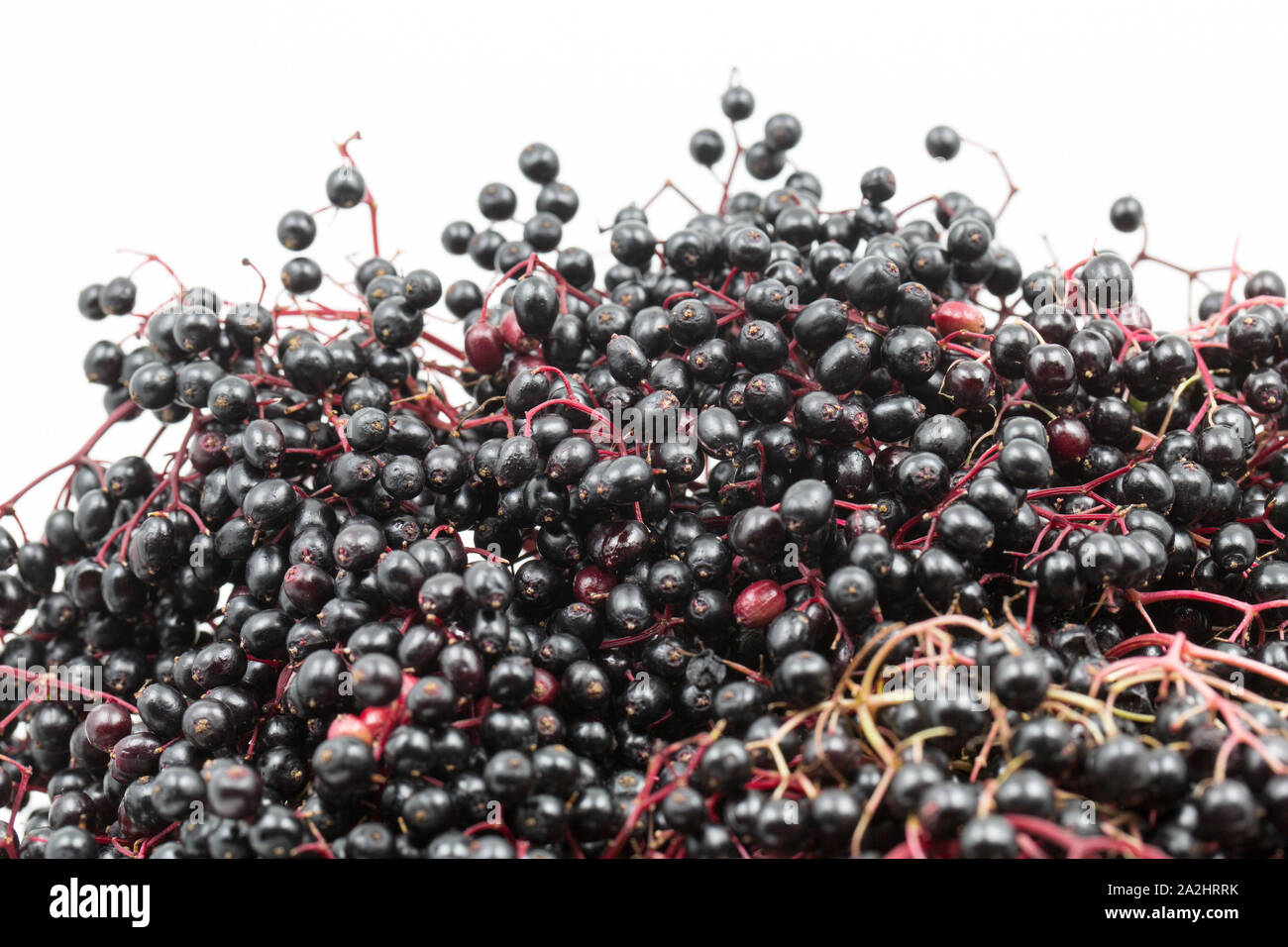 Sambuchi, frutto del vecchio albero, Sambucus nigra, che sono state foraged dal sambuco alberi che crescono lungo i sentieri per essere usato per fare lo sciroppo. Grande Foto Stock