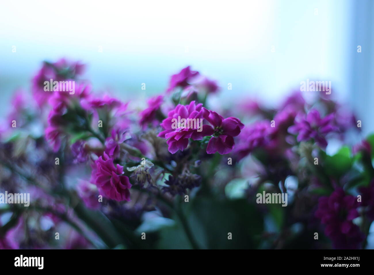 Soft focus fiori Foto Stock