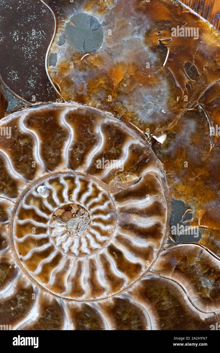 Antica ammoniti, a cui si fa riferimento anche come ammonoidea o ammonoids, sono una forma estinta di mollusco marino strettamente correlati ai moderni celoids, come i calamari Foto Stock