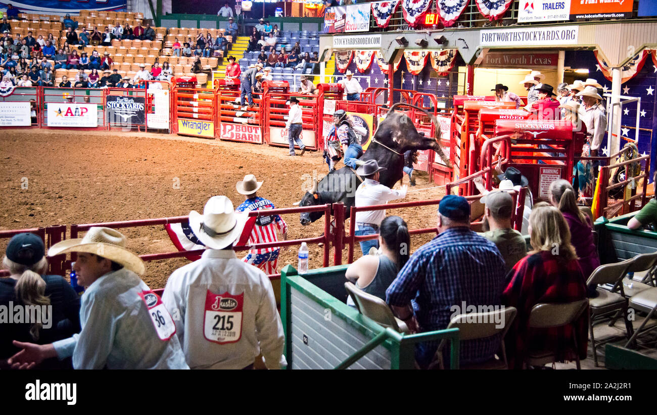 rodeo bull riding,evento sportivo estremo,cowboy in azione come egli cerca di cavalcare grande toro,coliseum,Fort Worth, Stockyards,Texas,USA, Foto Stock
