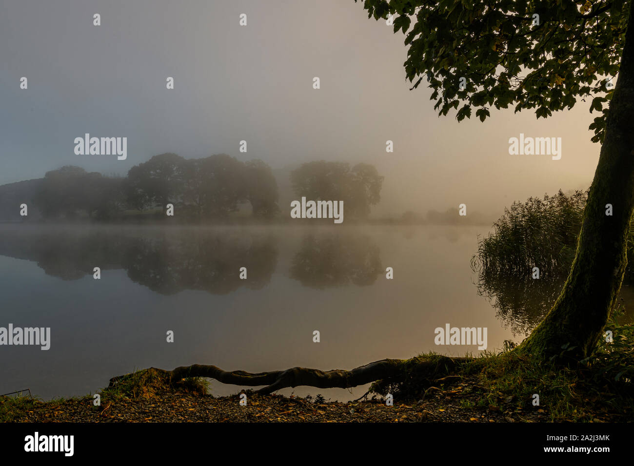 Di prima mattina nebbia autunnale su Esthwaite acqua vicino Hawkshead Foto Stock