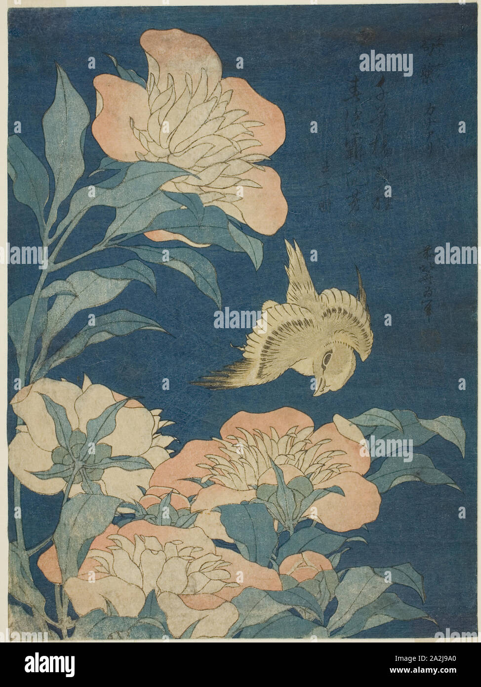 Isole Canarie e peonia (Kanaari, shakuyaku), da un untitled serie di fiori e uccelli, c. 1834, Katsushika Hokusai 葛飾 北斎, Giapponese, 1760-1849, Giappone, Color woodblock stampa, chuban, 10 x 7 1/2 in Foto Stock