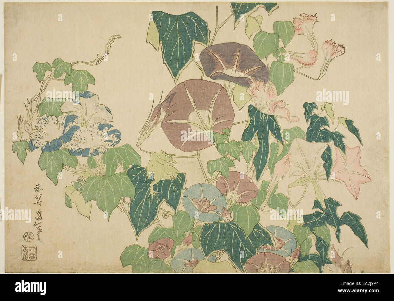 Mattina glorie e la raganella, da un untitled la serie di grandi fiori, c. 1833/34, Katsushika Hokusai 葛飾 北斎, Giapponese, 1760-1849, Giappone, Color woodblock stampa, Oban, 26,4 x 37,2 cm (10 7/16 x 14 5/8 in Foto Stock