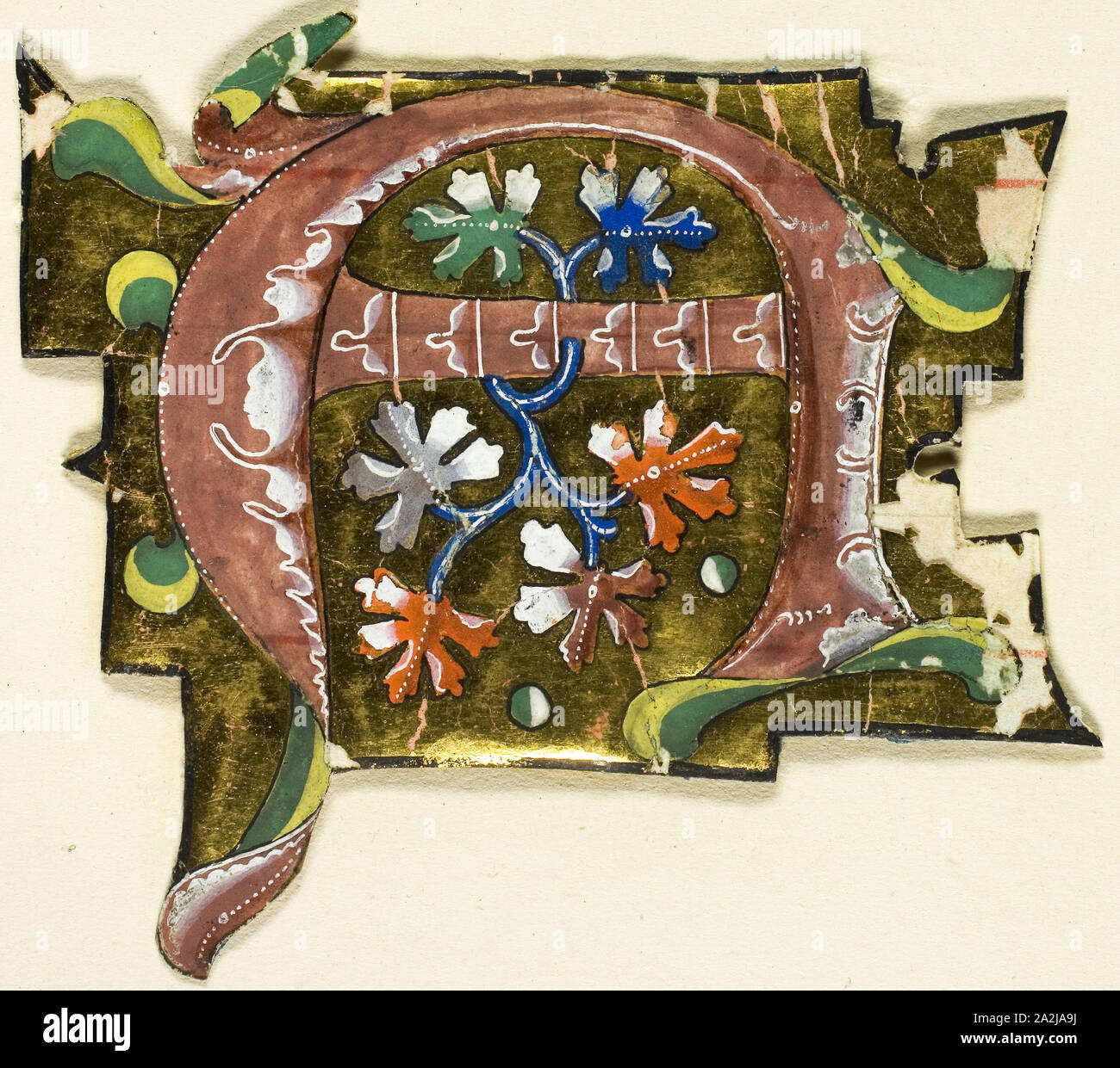 Decorate a iniziale in rosa con sei foglie di quercia da un manoscritto, xiv secolo o moderne, c. 1920, Europeo, Europa, Manoscritto del taglio di tempera e foglia oro su pergamena, 68 × 75 mm Foto Stock