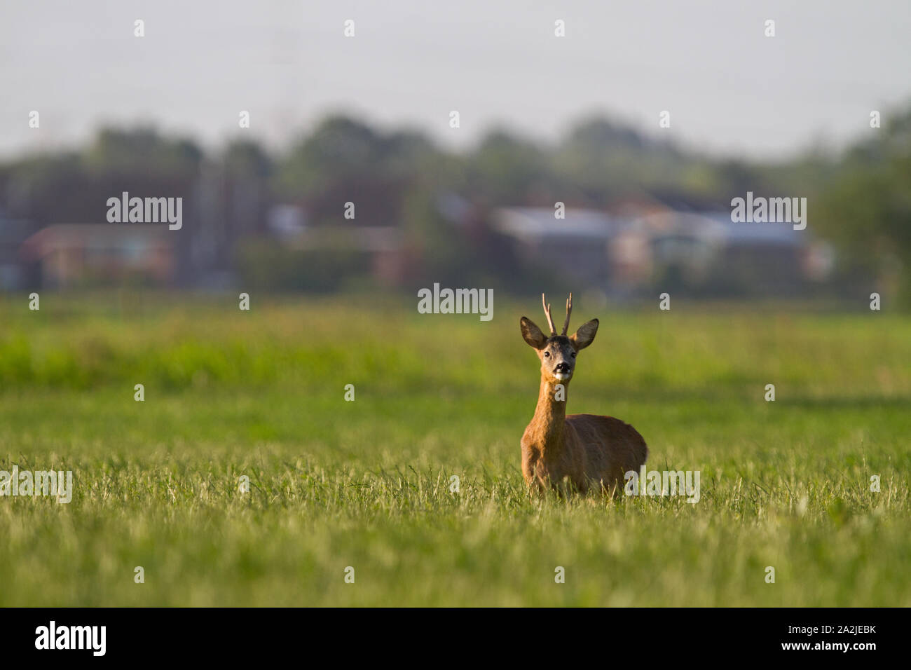 Il Roe Deer buck in un prato in un'area suburbana Foto Stock