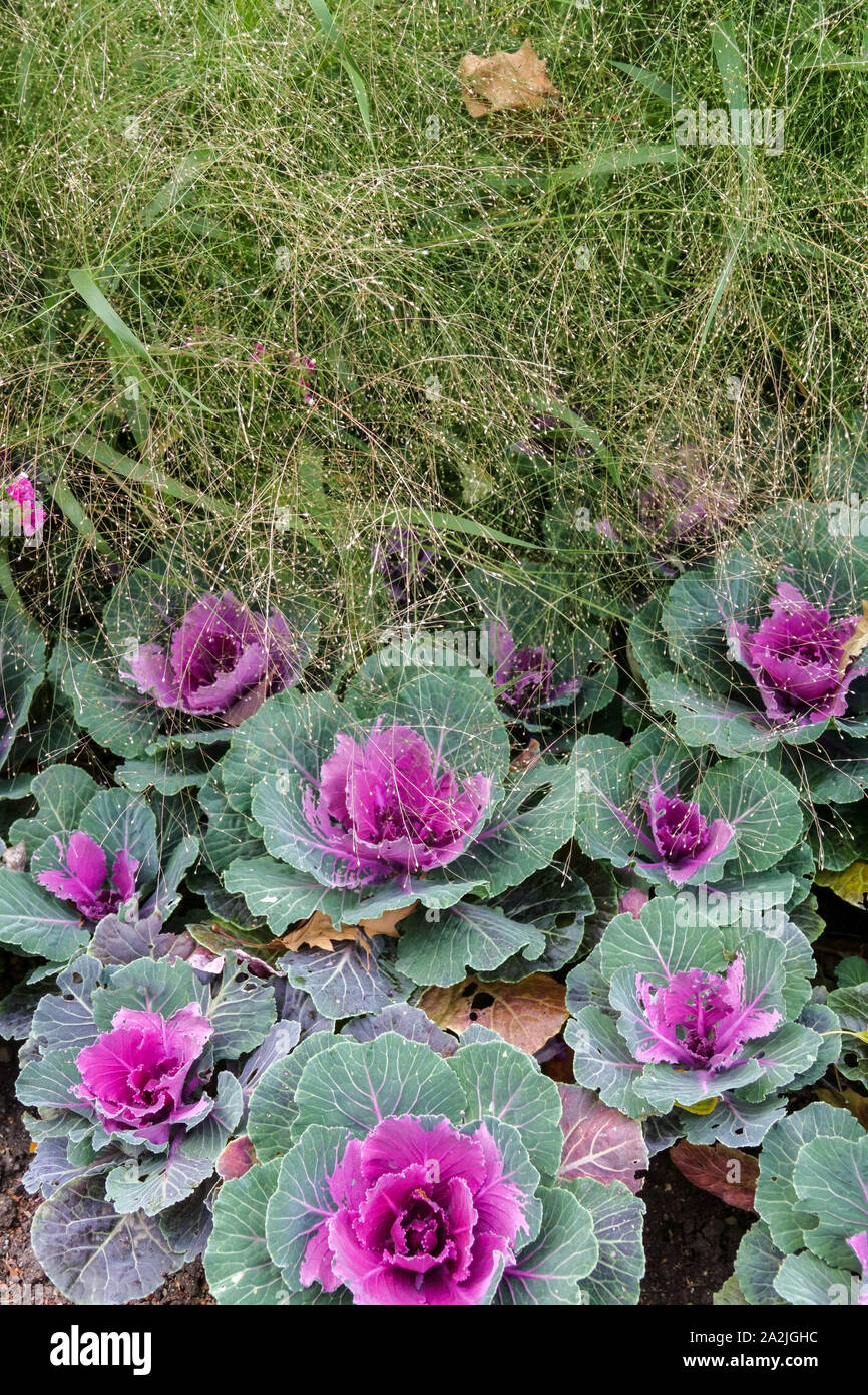 Cavolo ornamentale, Brassica oleracea Kale Foto Stock