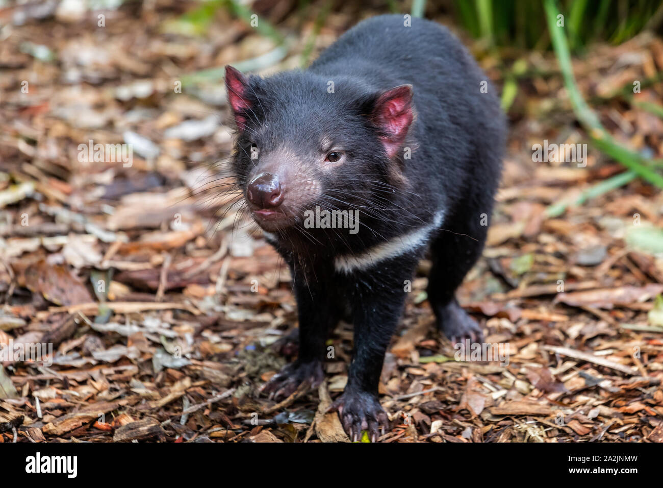 Close up di un diavolo della Tasmania Foto Stock