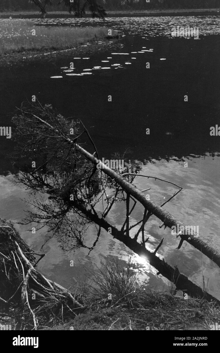 Erholung im Böhmerwald, Deutsches Reich 1930er Jahre. Recupero nella foresta Boema, Germania 1930s. Foto Stock