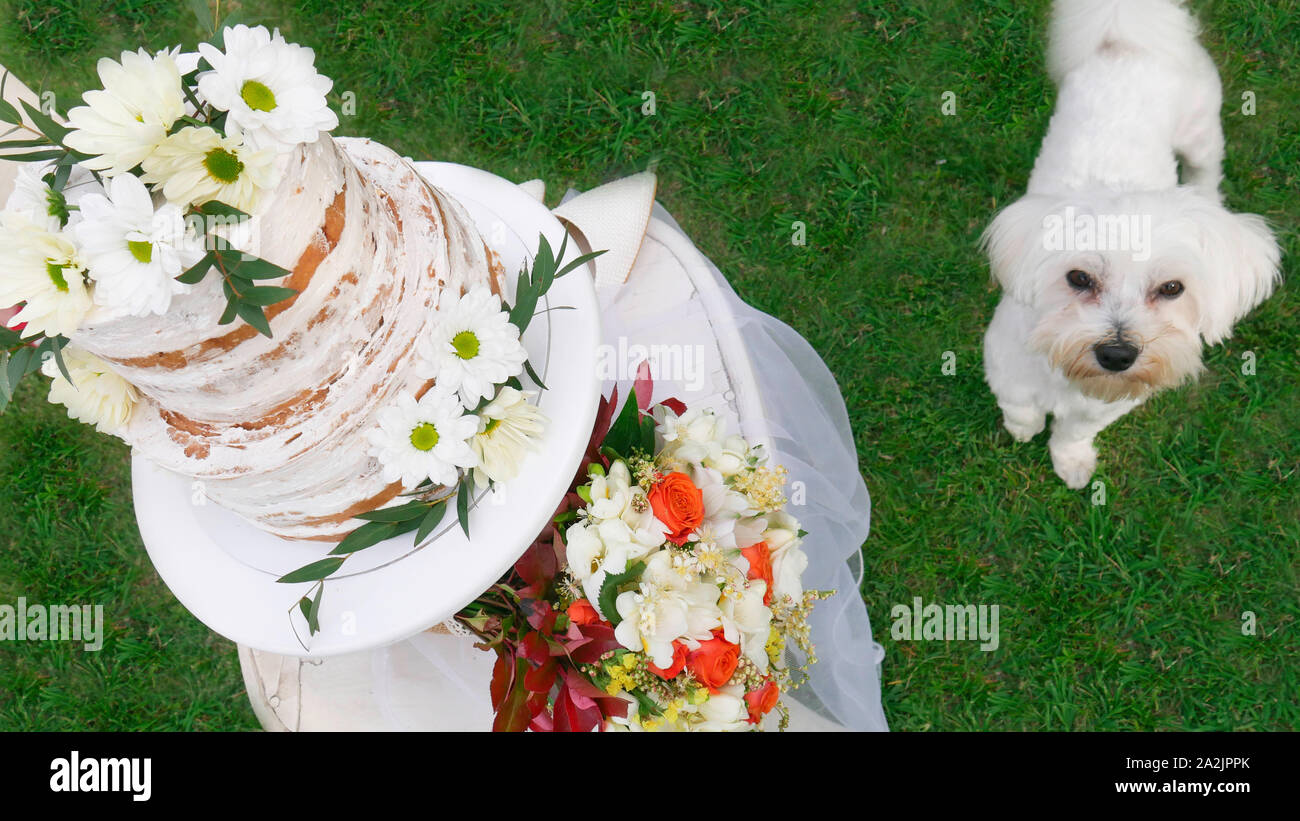 Due livelli di torta di compleanno per il compleanno del cane Maltese Foto Stock