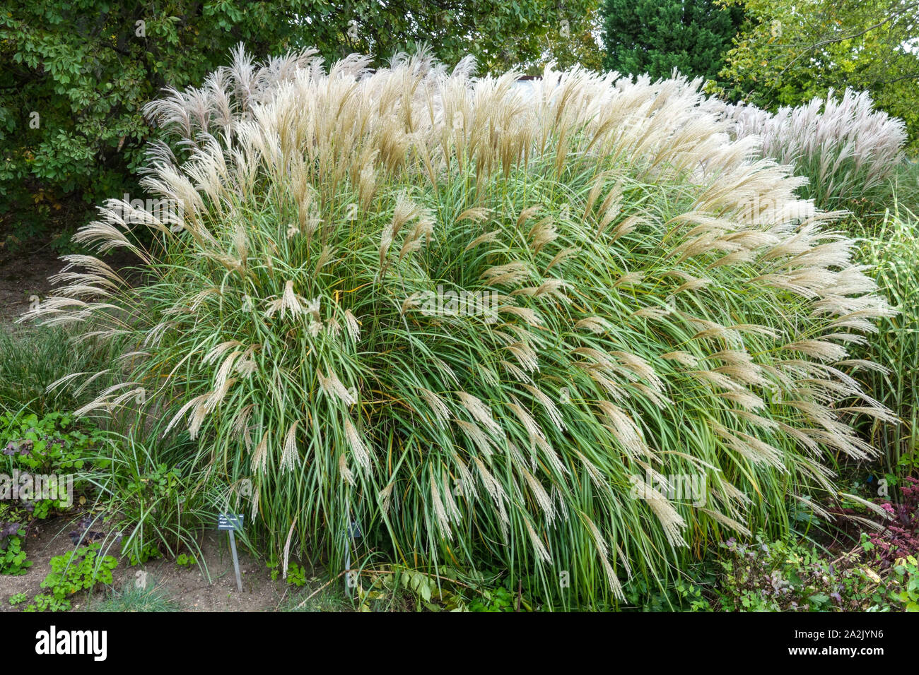 Miscanthus sinensis 'Adagio' erbe perenni Foto Stock